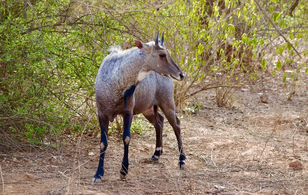 Male Nilgai spotted during a jungle safari in Sariska Tiger Reserve near Alwar