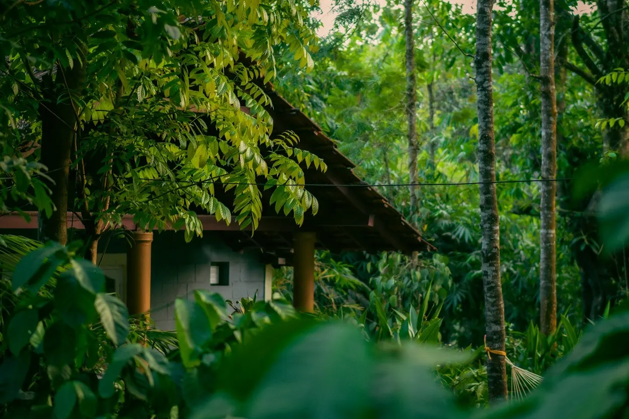 Lush green coffee estates and misty valley in Coorg Karnataka