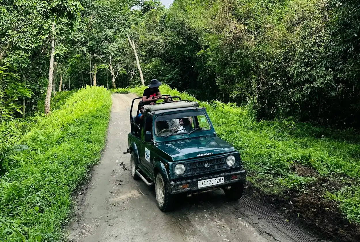 One-horned rhinoceros grazing during morning jeep safari in Kaziranga Assam