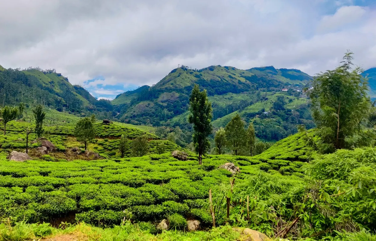 Lush green tea gardens and rolling hills in Munnar Kerala