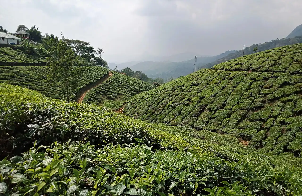 Misty green tea plantations and rolling hills in Munnar Kerala