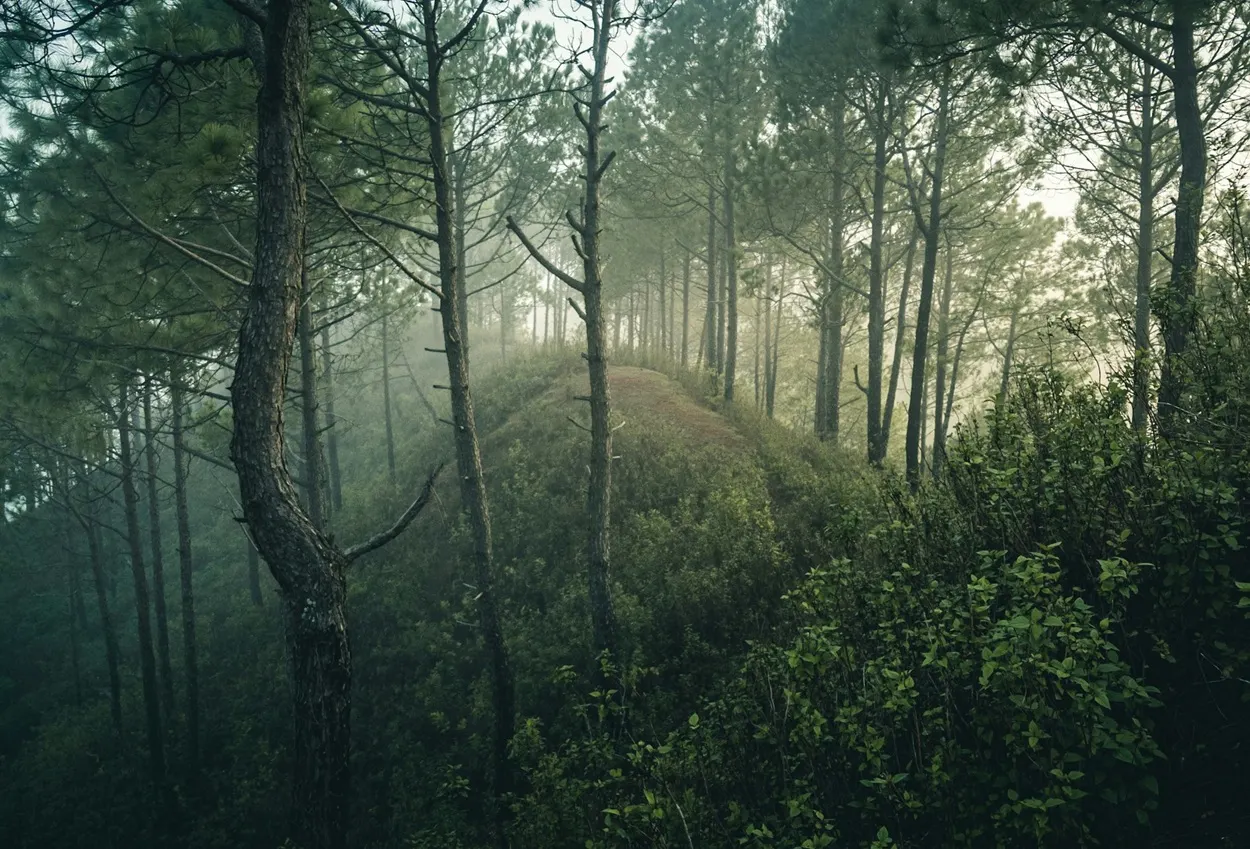 Peaceful green nature landscape and pine hills in Nahan Himachal Pradesh