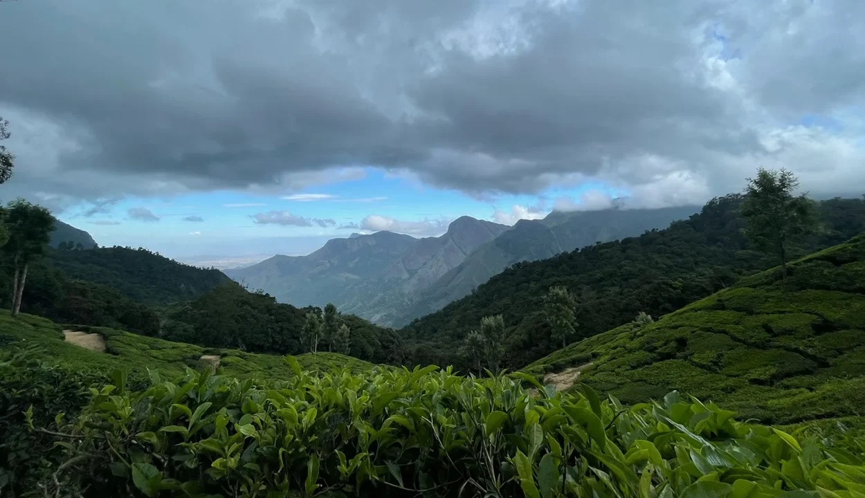 Misty green tea gardens in Munnar during the monsoon season in India