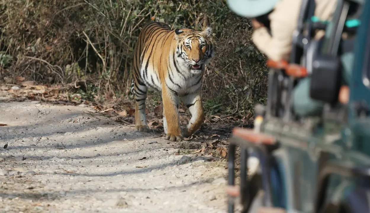 A Bengal tiger visible through forest trees during a jeep safari trip in India