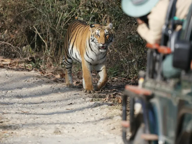 10 Best Wildlife Safari Trips in India (2026 Booking Guide & Cost)
