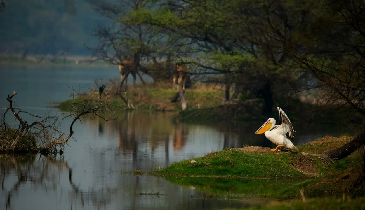 Agra to Bharatpur Distance Transport & Travel Guide showing a pelican at Keoladeo National Park