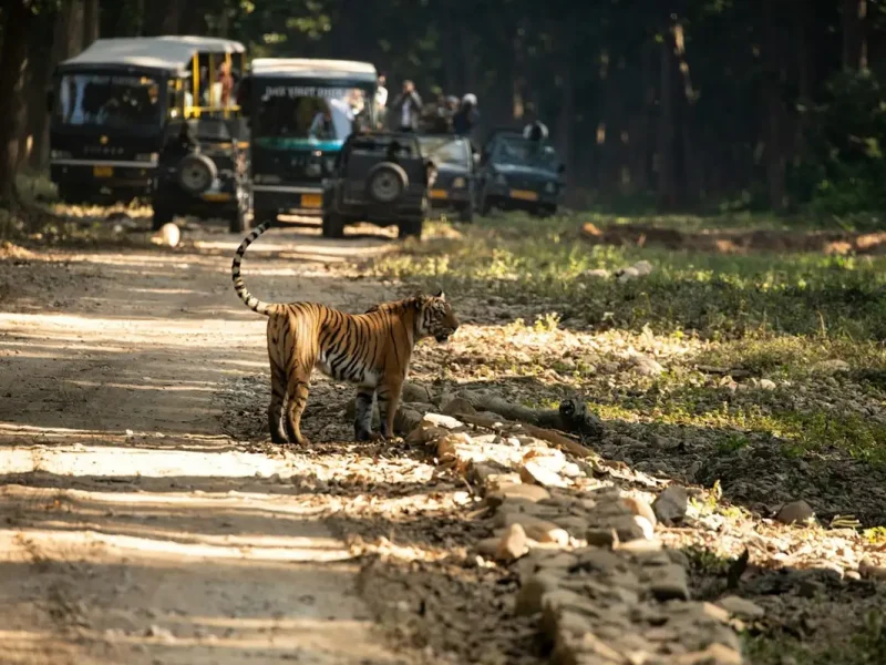 7 Best Day Trips from Nainital: Ultimate 2026 Travel Guide