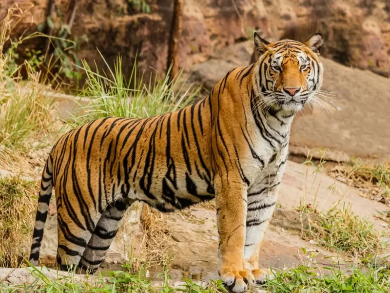 Nainital Zoo Guide: Shuttle Rules, Timings, Animals, and Visitor Tips